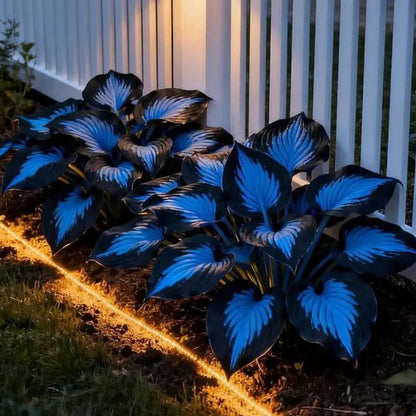 💥LAST DAY SALE 50%OFF🌿Premium Rare Hosta Seeds | 2026 New Arrivals from Los Angeles Flower District